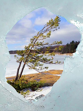 Tree and ice