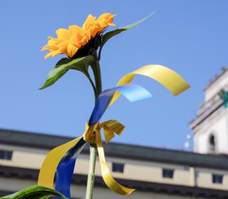 Photo of a sunflower with blue and yellow ribbons, the colours of the Ukrainian flag, tied around its stem