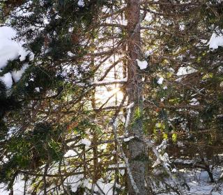 Light streams through a tree covered in snow.