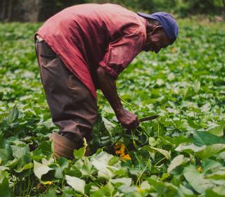 A man in a red shirt and blue hat picking plants in a field