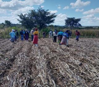 Several people work on farm plot where the crop has just been cut down.