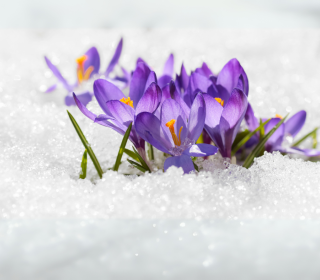 Purple crocus flowers in snow