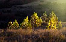 Aspen trees shine in the fall light.