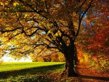 A tree is shown in the lowering sunlight, with autumn colours of red, yellow, and green swirl around it.