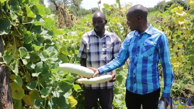 John Murithi with his crops