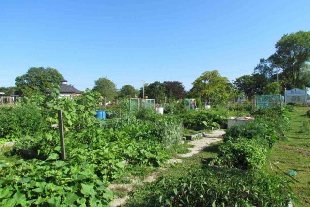 A garden overflows with growing plants, trellises, and raised beds.