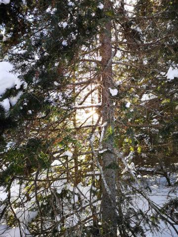 Light streams through a tree covered in snow.