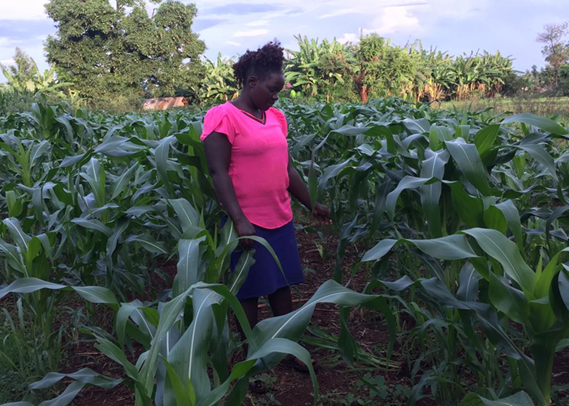 Doreen Mwende looks at her maize crop