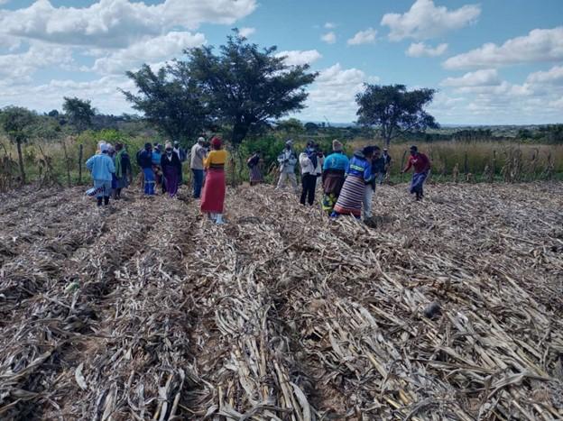 Several people work on farm plot where the crop has just been cut down.