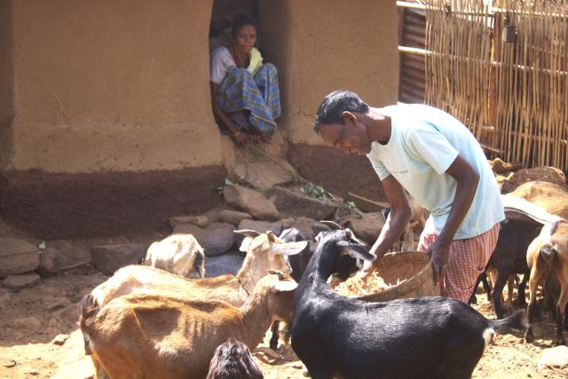 Farmer Jaiprakash Paharia tends his goats