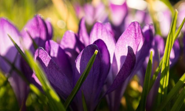 Purple Crocus