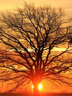 Silhouette Bare Tree Against Sky during Sunset