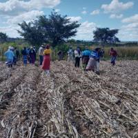 Several people work on farm plot where the crop has just been cut down.