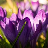 Purple Crocus