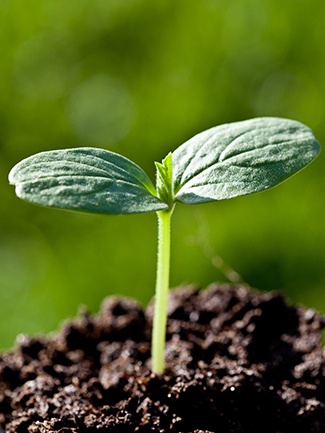 Plant budding out of the earth