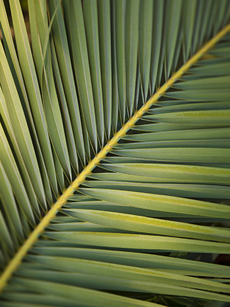 Palm Sunday